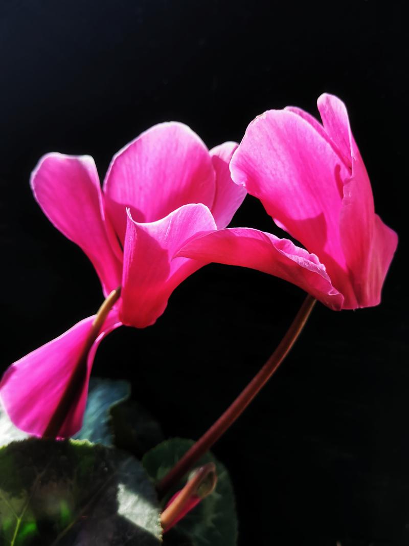 仙客来冬天开花吗?室内栽培冬天能开花吗?