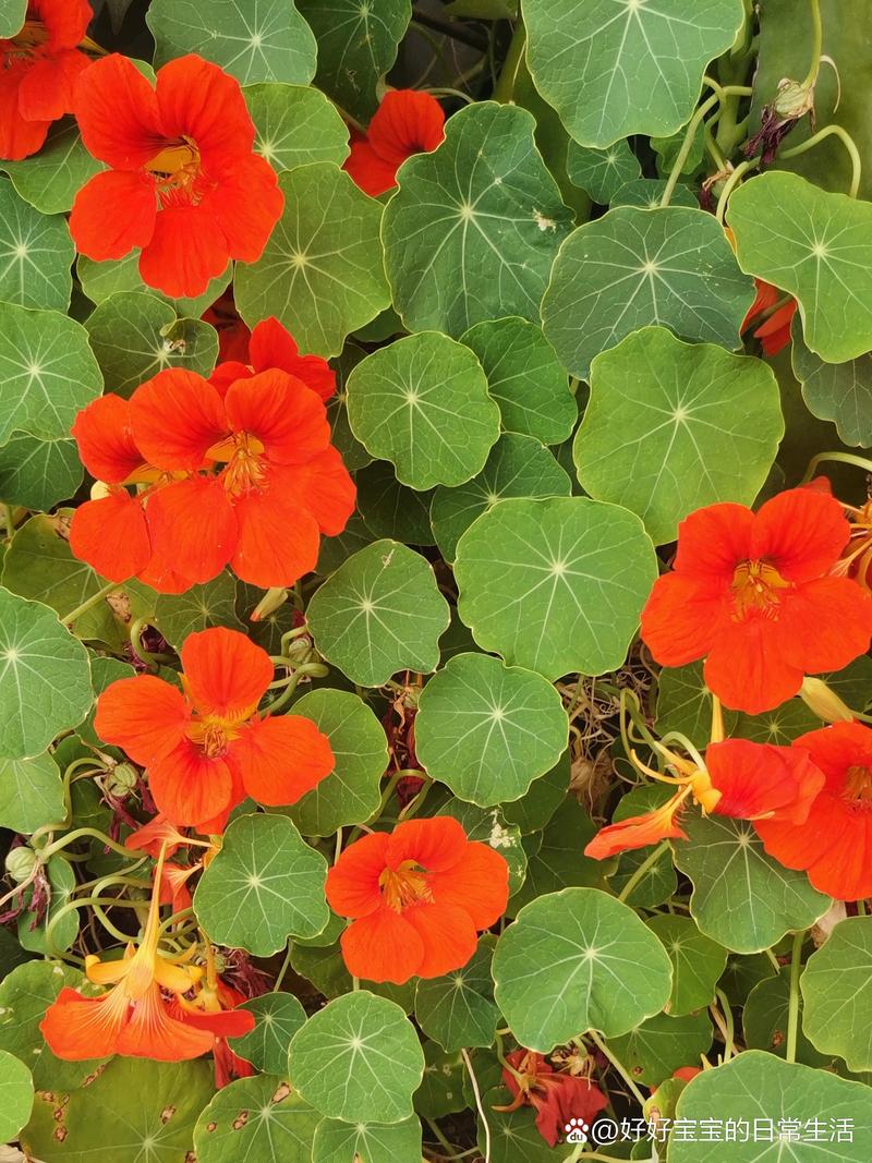 旱金莲的花语是什么?有什么意义?