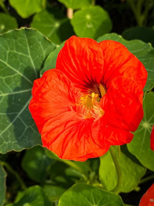 花语大全:你知道旱金莲的花语吗?