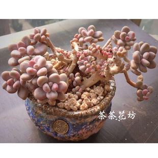 桃之卵叶子发蔫怎么办