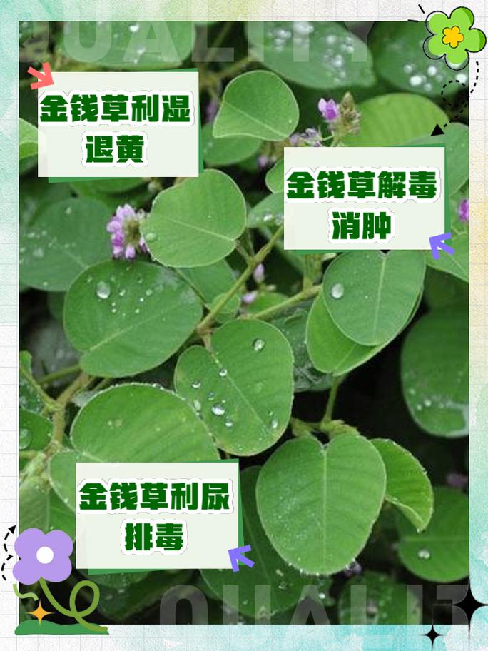 金线草泡酒有什么功效