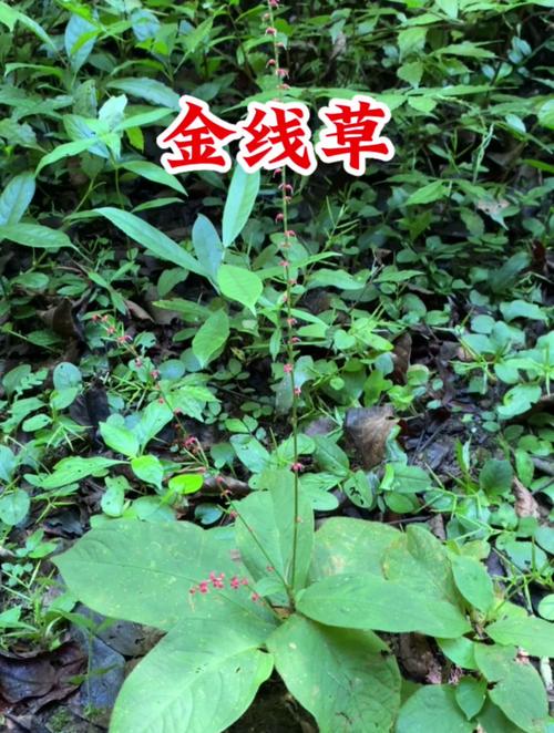 金线草有什么功效?金线草的功效与作用