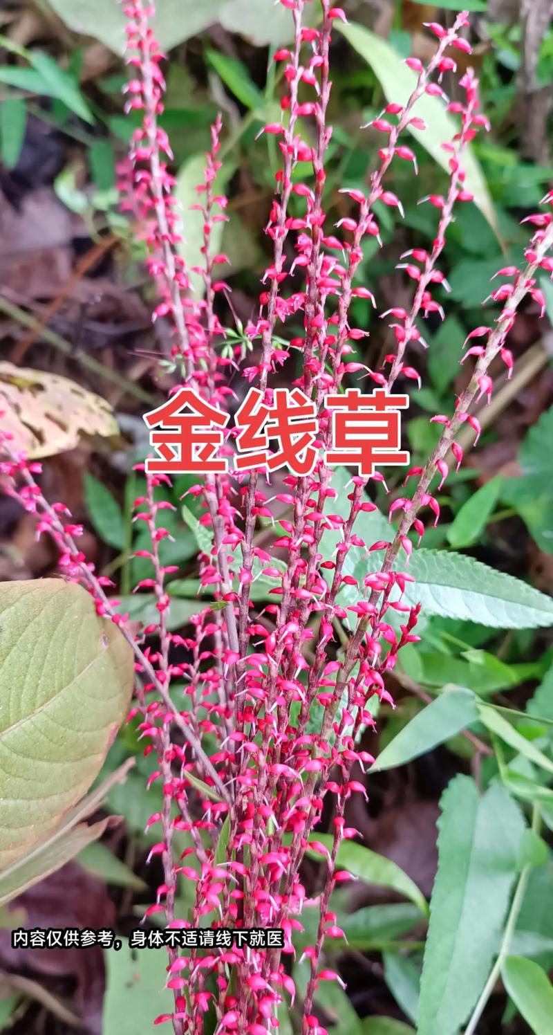 金线草的功效与作用