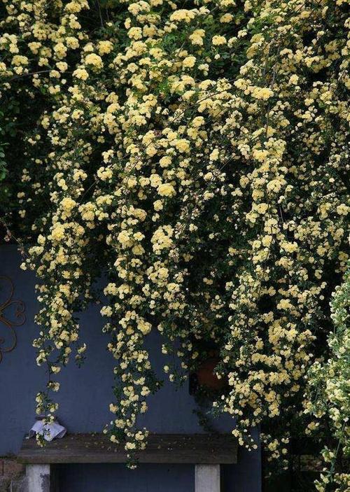 木香花的养殖方法和注意事项(养护木香花的技巧)