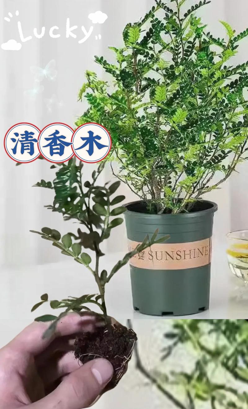 木香栽培方法注意事项