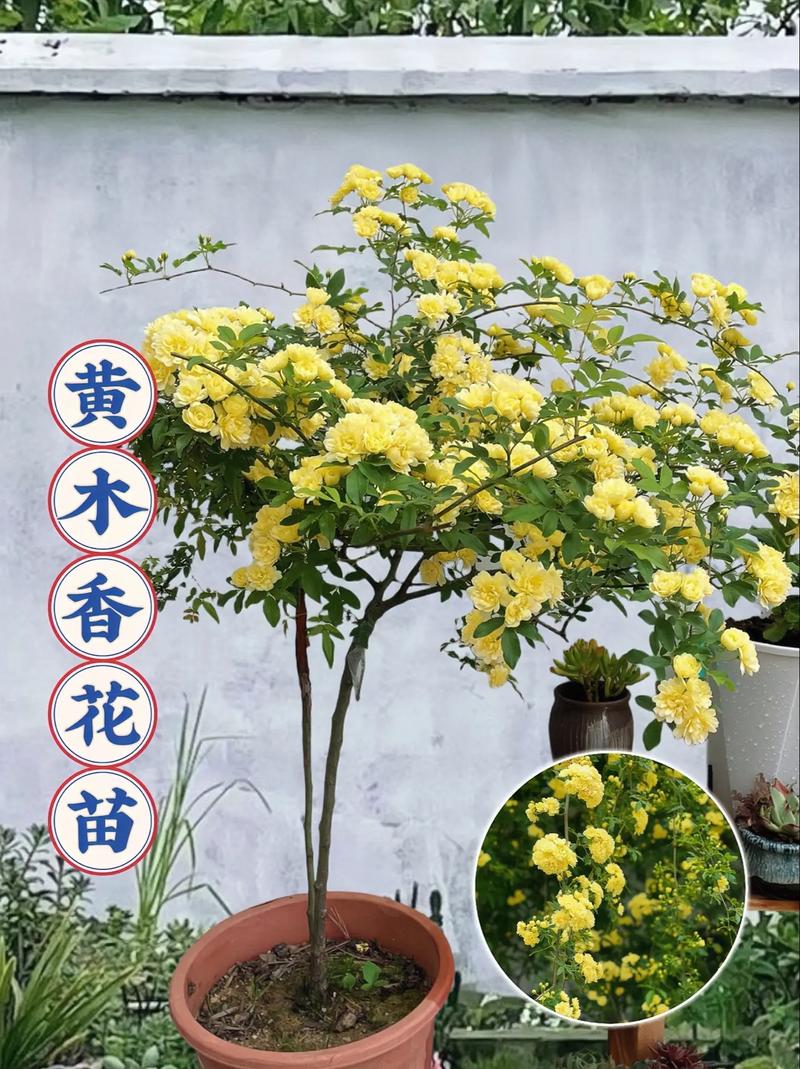 木香花的养殖方法和注意事项