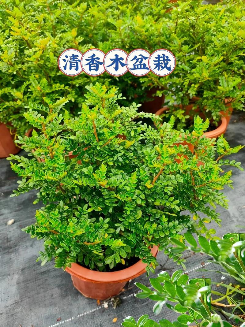 木香花的养殖方式和注意事项