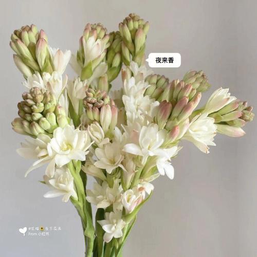 晚香玉花语？晚香玉花语与寓意是什么？