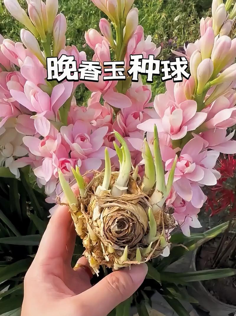 晚香玉花的花语是什么?