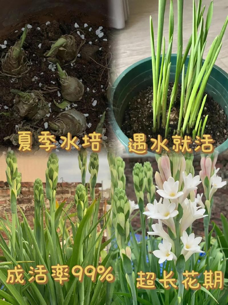 晚香玉的花语含义