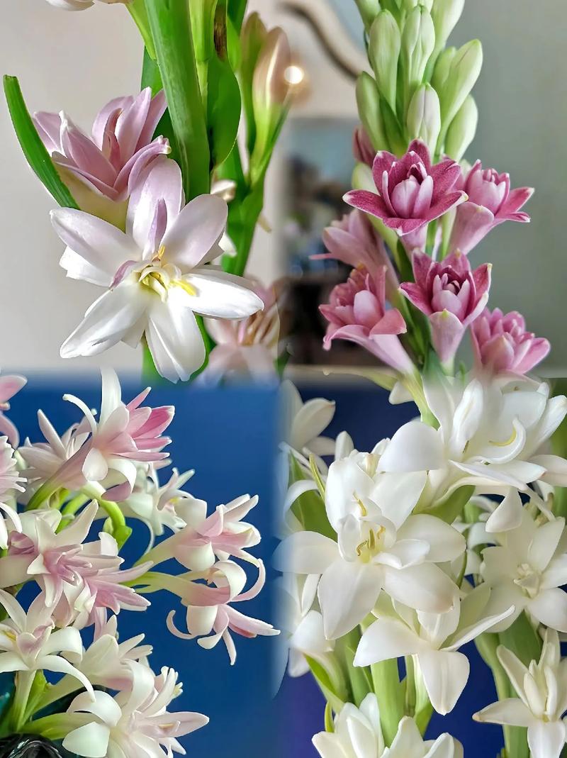 晚香玉的花语:危险的快乐?