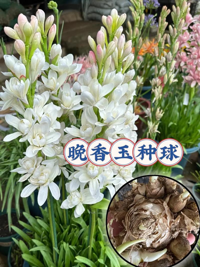 晚香玉花语