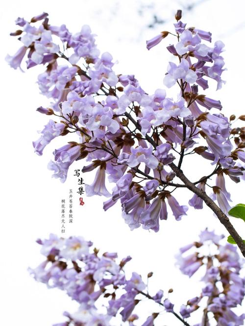 泡桐花的花语是什么