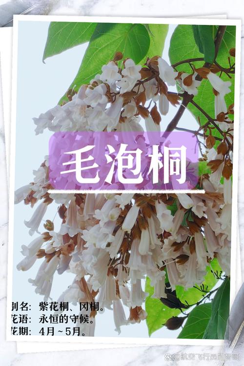 泡桐的花语和文化传说