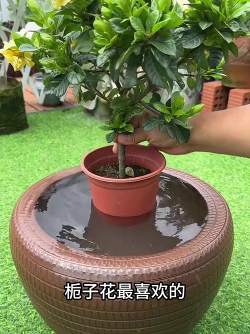 栀子花怎么浇水，栀子花怎么浇水才能养好