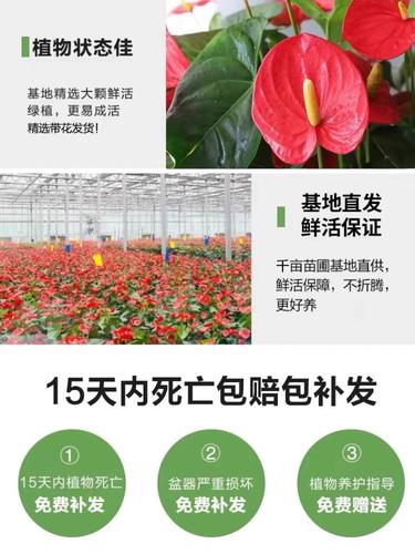 红掌怎么养长得快？红掌怎么养长得快一点？