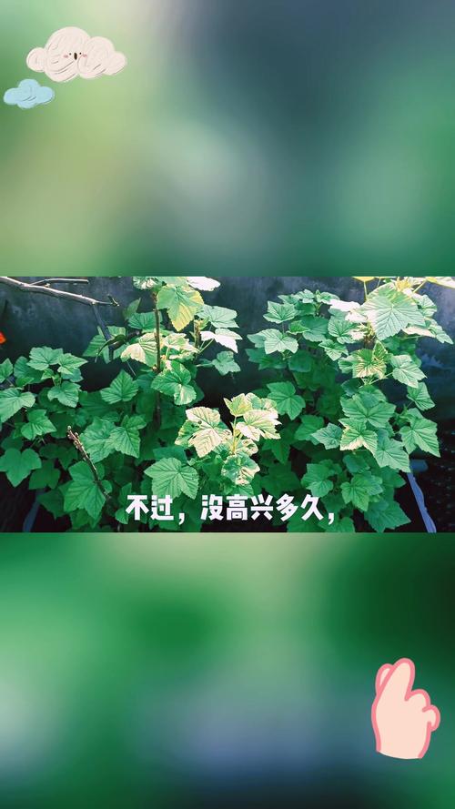 醋栗怎么修剪
