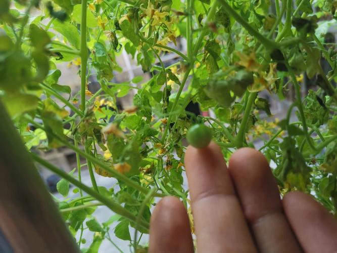 如何做好穗醋栗的越冬管理?