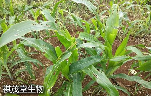 冬珊瑚的病虫害要怎样防治?