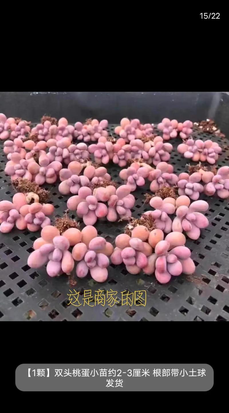 桃蛋的养殖方法和注意事项夏天