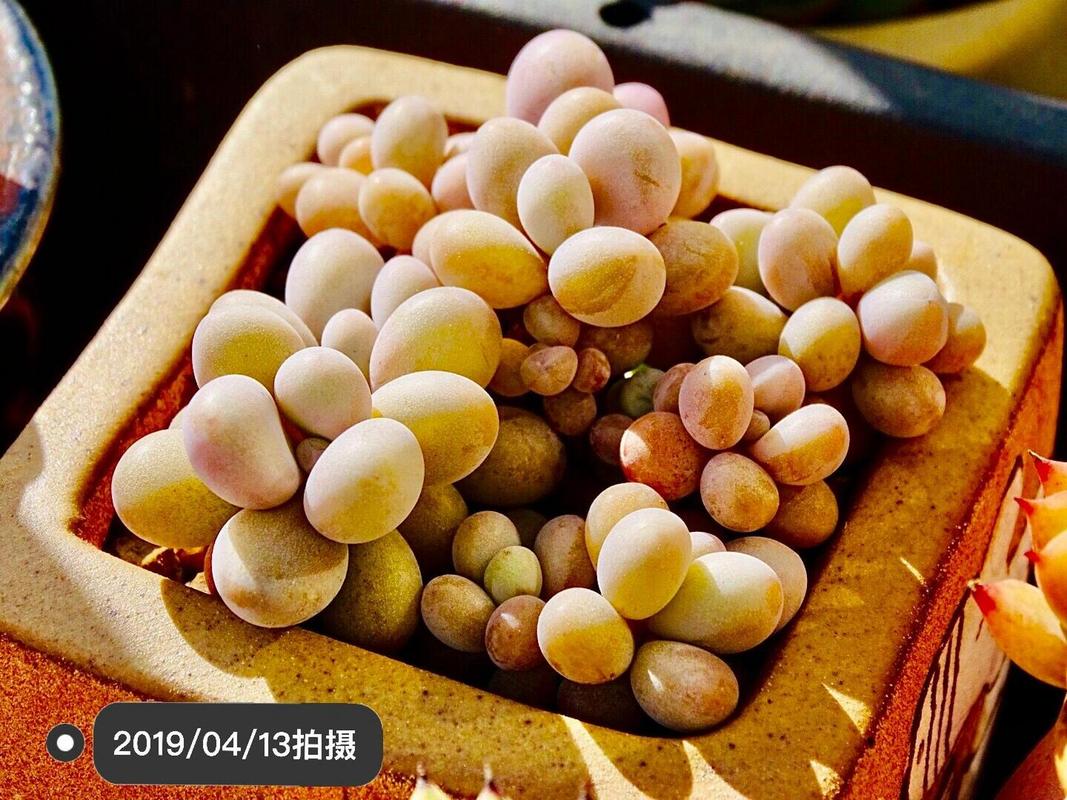 早春养桃蛋,只要方法得当,可以粉粉嫩嫩肥肥胖胖,如何养呢?