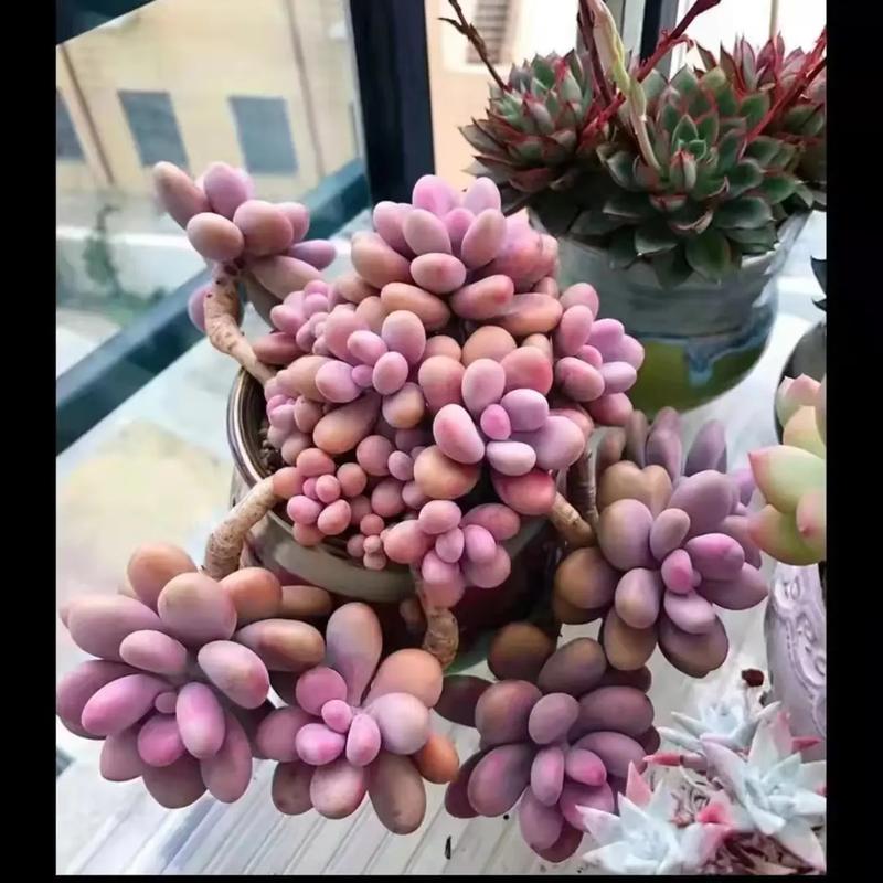桃蛋多肉的养殖方法和注意事项