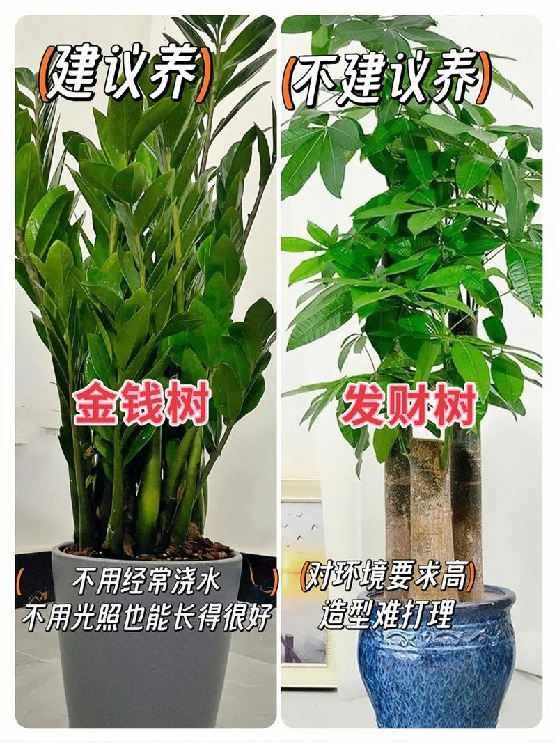 绿宝的养殖方法和注意事项有哪些