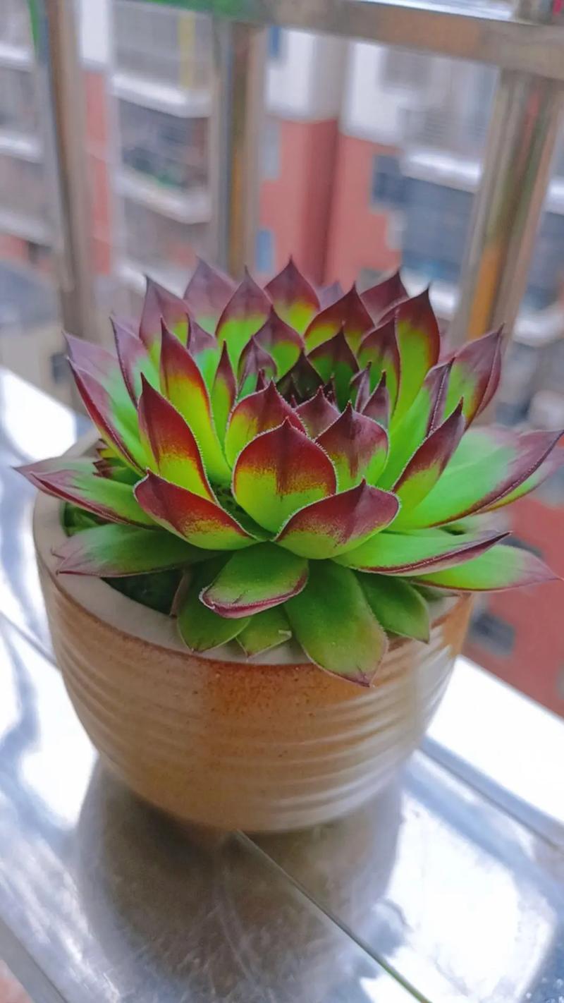佛座莲的虫害及防治方法？佛座莲多肉？