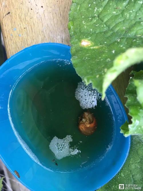 佛莲的害虫及防治方法
