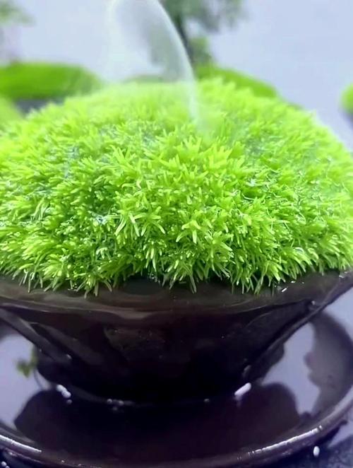 哪些盆景可以铺苔藓