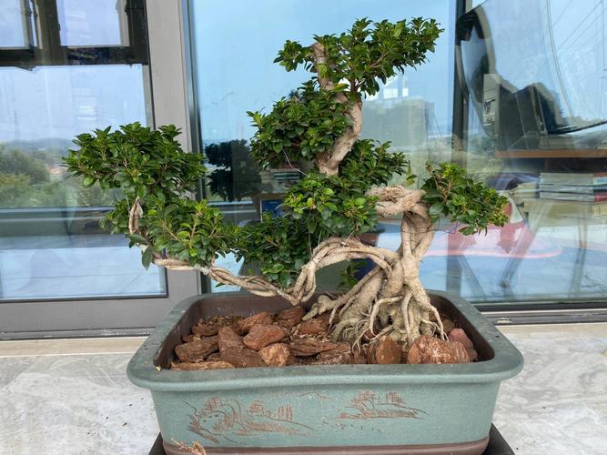 小叶榕树怎么养你看你养对了吗?