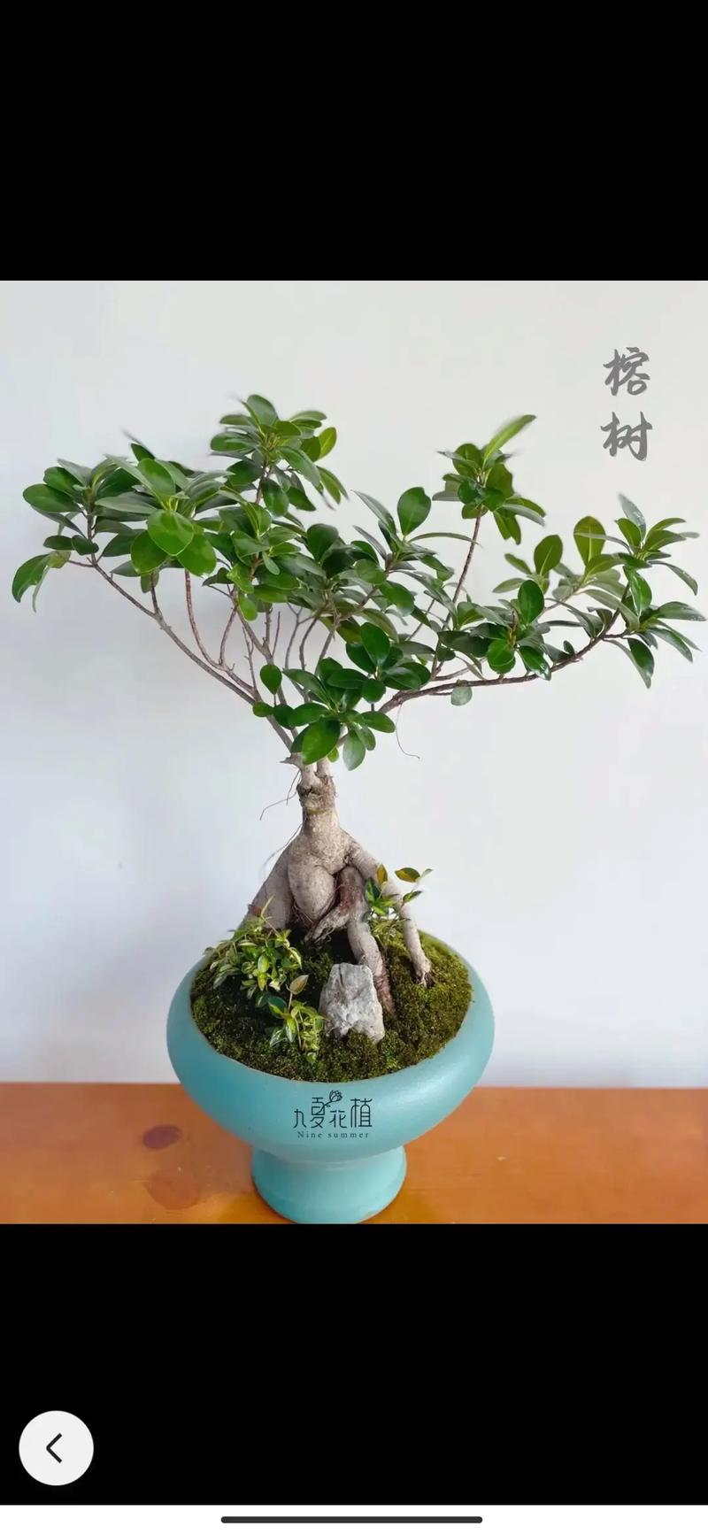 榕树盆景可以铺苔藓吗?没有青苔怎么养?