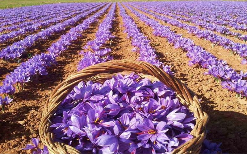 藏红花（番红花）常见病害及防治？藏红花病害图片大全？