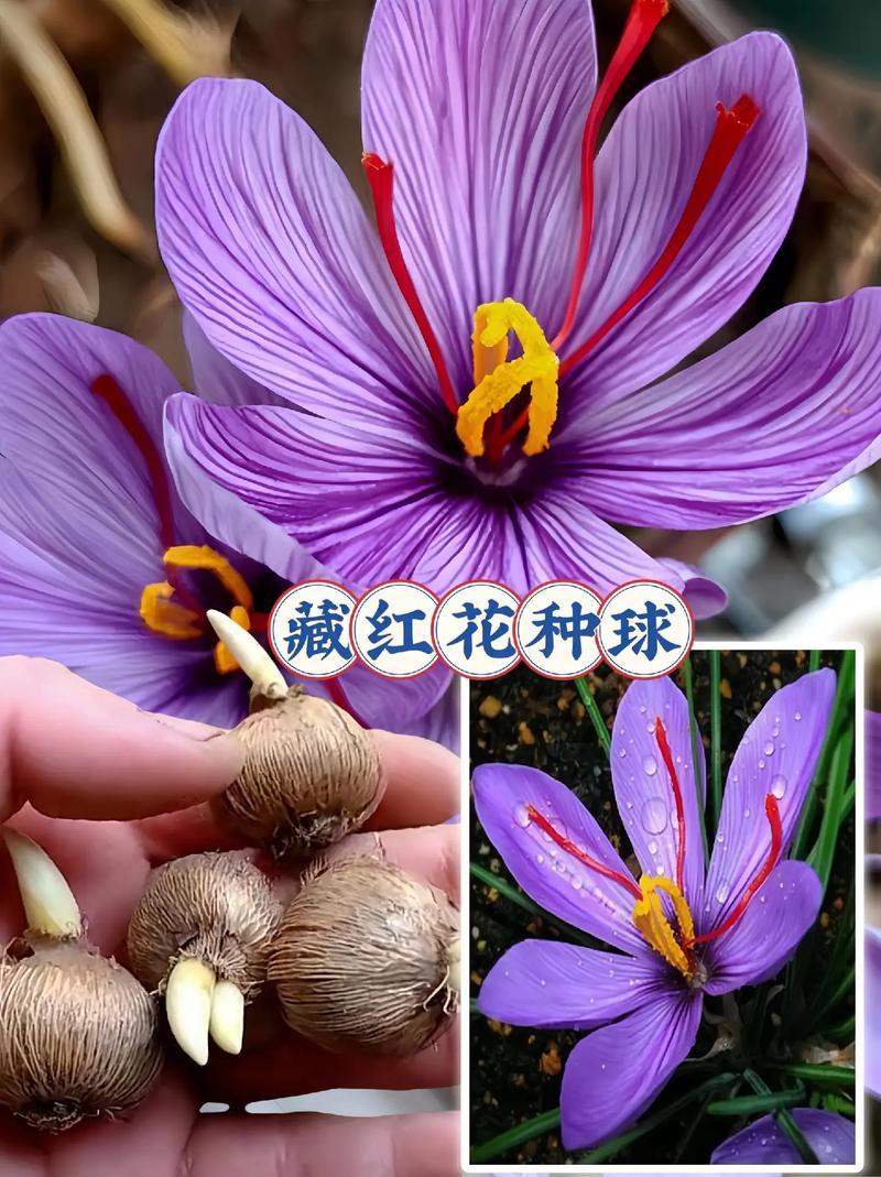 藏红花(番红花)常见病害及防治