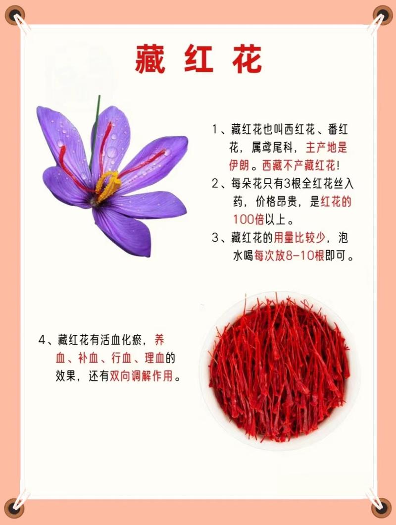 藏红花(番红花)常见虫害及防治方法
