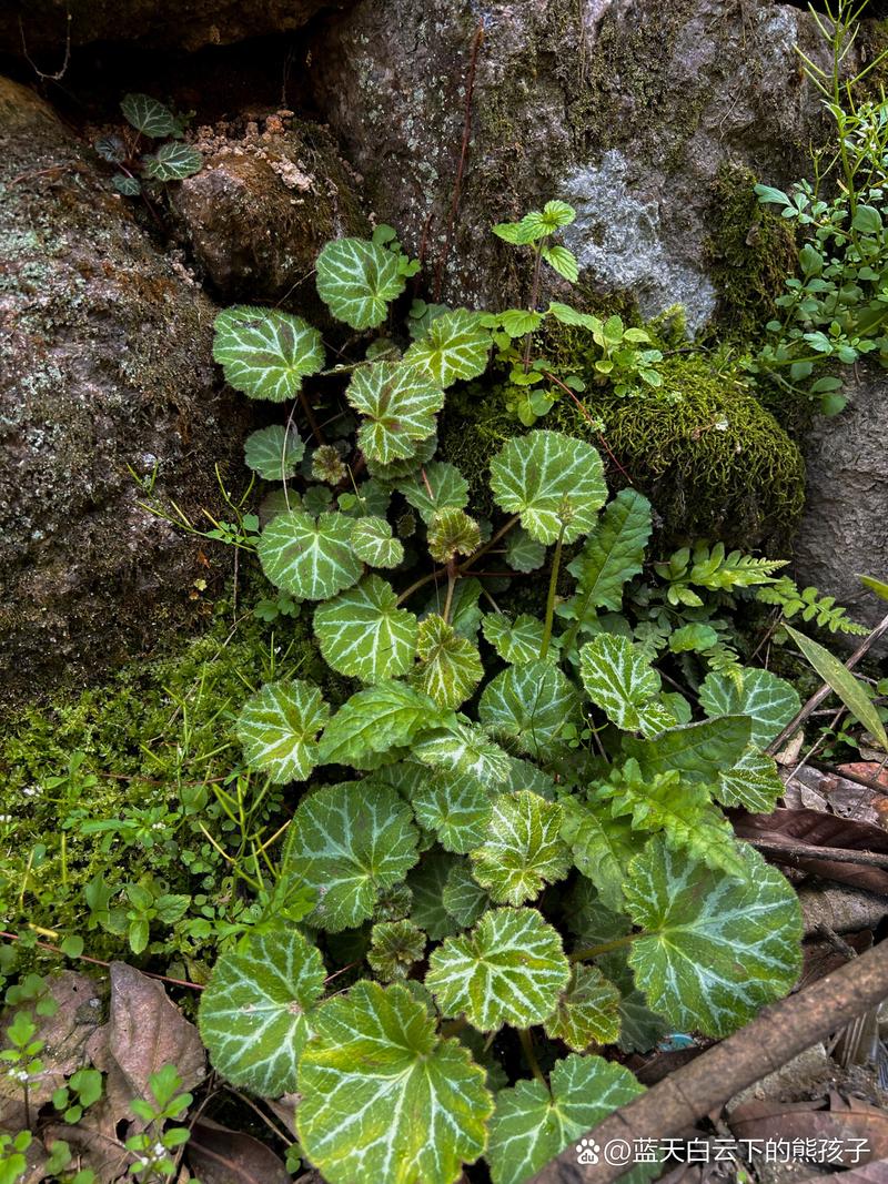 虎耳草科植物有哪些