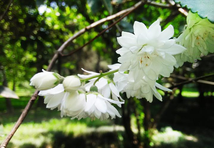 白花重瓣溲疏简介