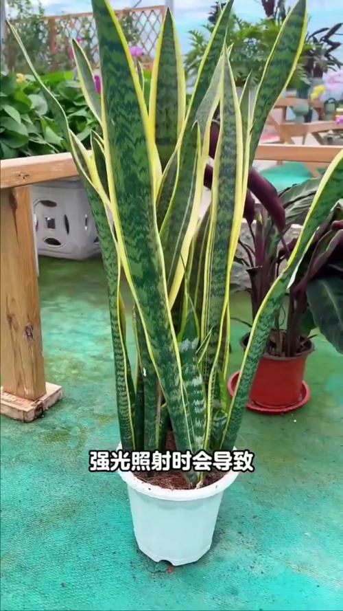 我家的虎皮兰叶子变软而且倒下来了怎么办啊?