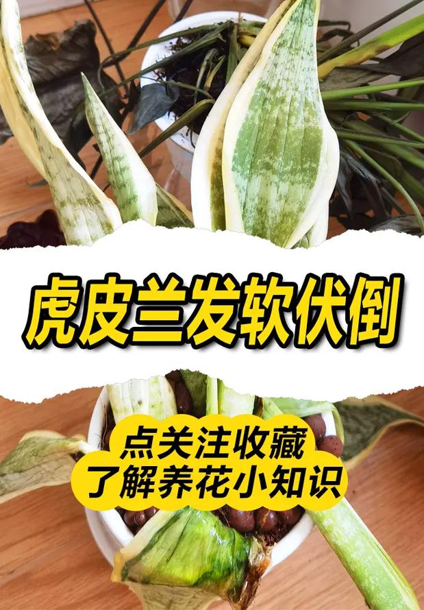 虎皮兰叶子倒了怎么办