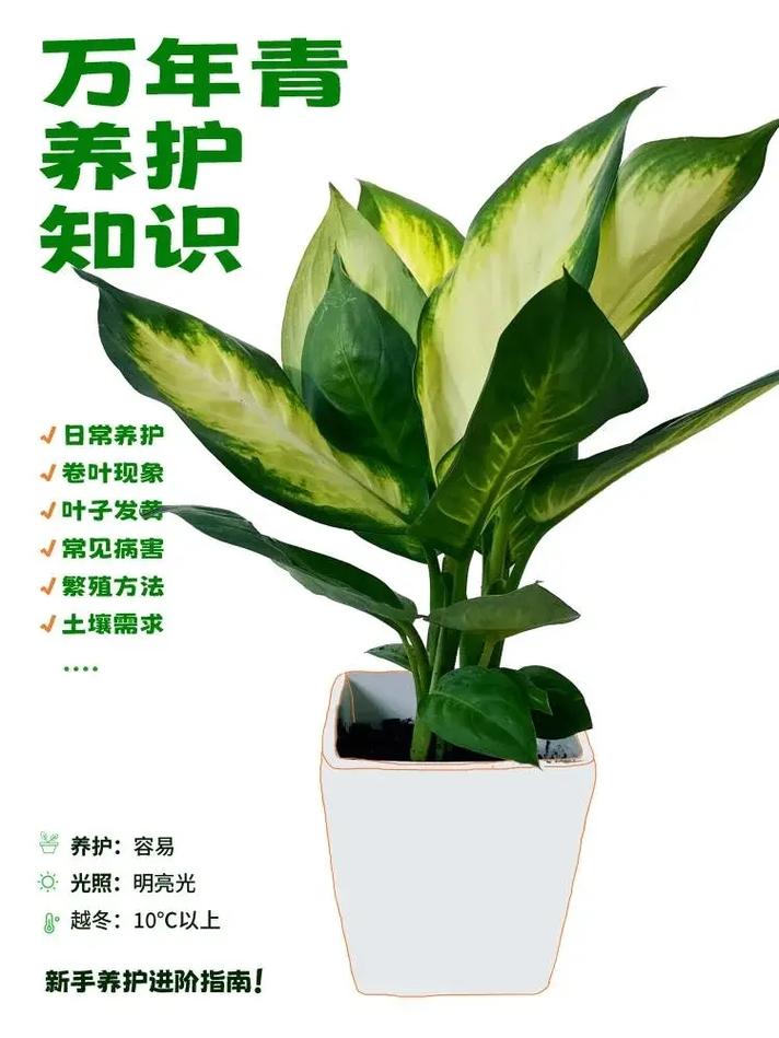 广东万年青栽培方法