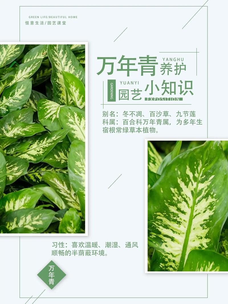 广东万年青的繁殖方法
