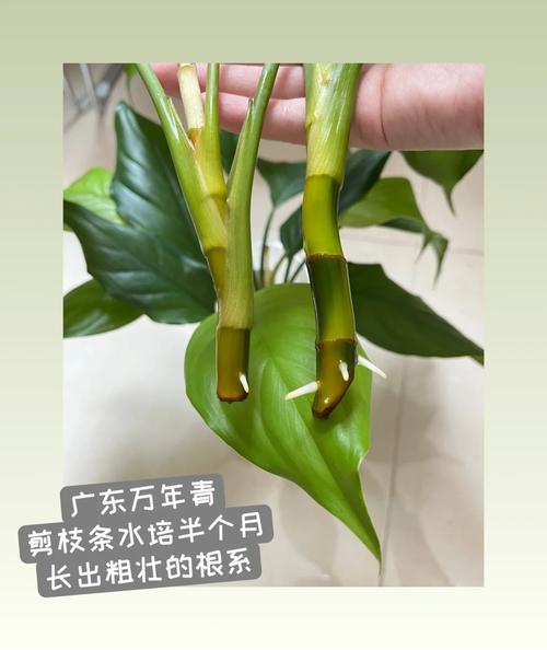 怎样繁殖广东万年青?