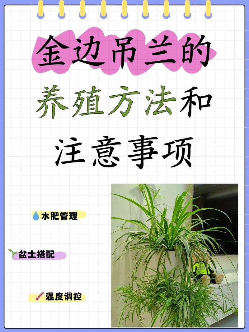 吊兰修剪注意事项，吊兰修剪注意事项和方法？