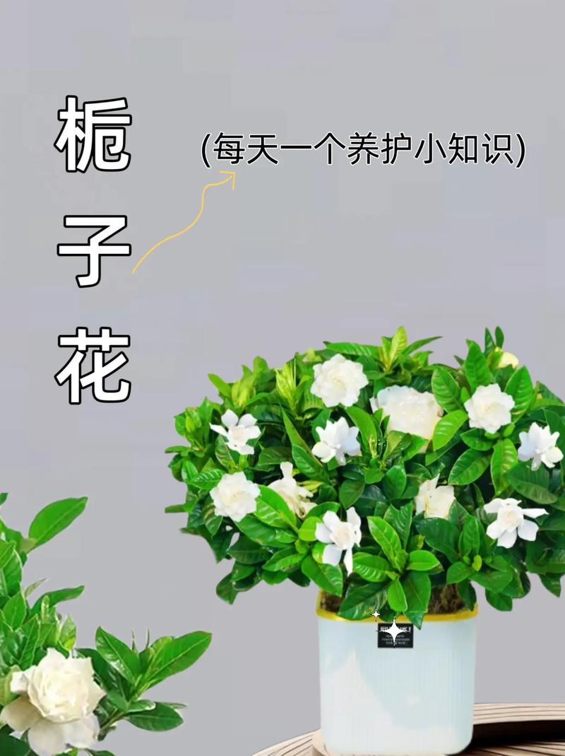 栀子花的花语和寓意