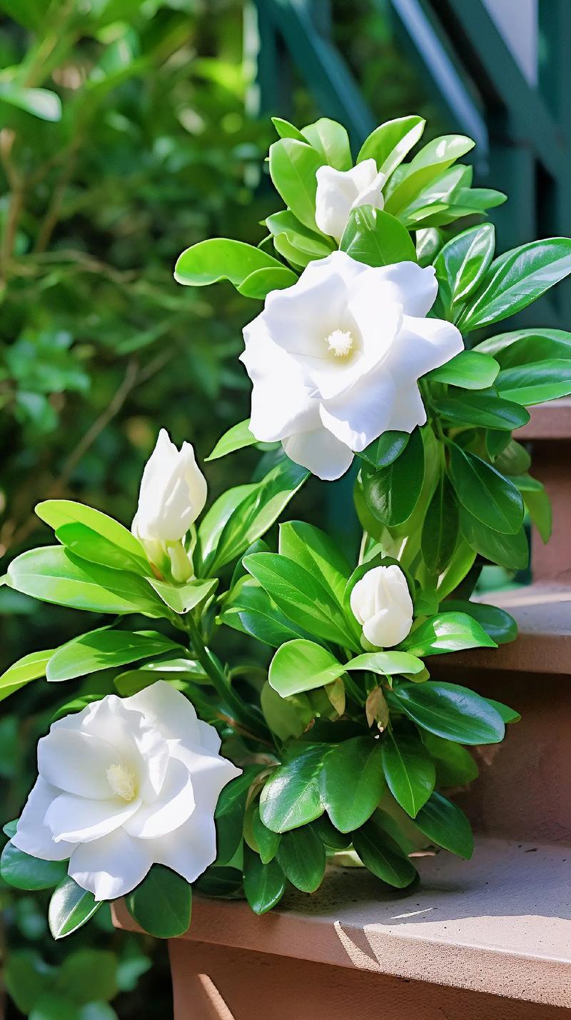 栀子花的花语和象征