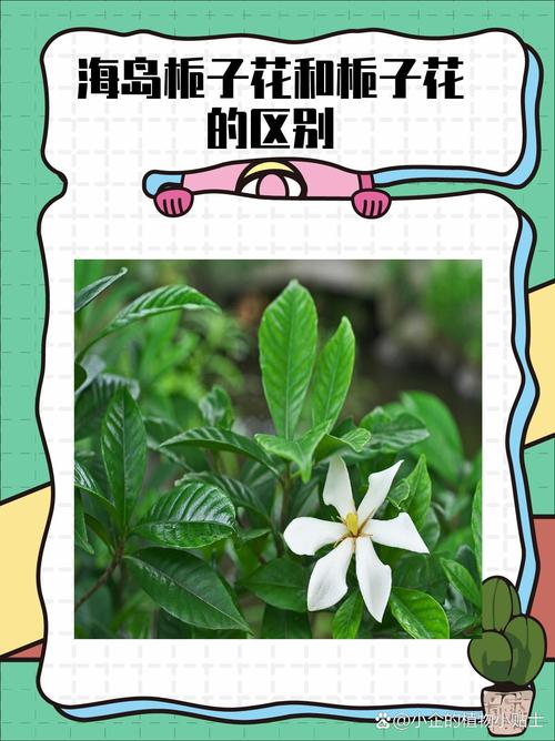 栀子花的花语和传说介绍!这样的栀子花还是你所熟悉的吗?