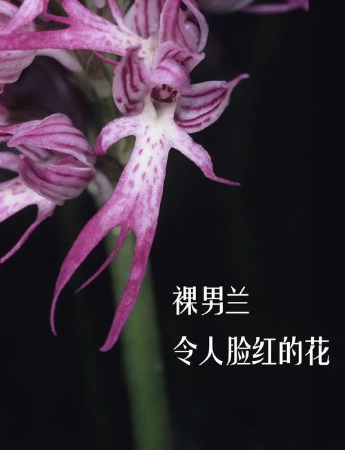 宽叶红门兰的养殖方法及注意事项，宽叶兰花品种及费用