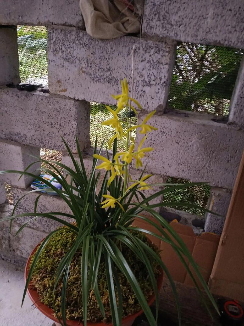 宽叶兰花是什么品种?