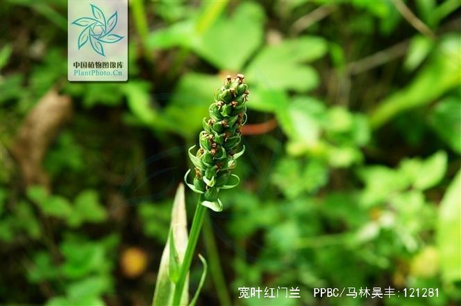 宽叶红门兰怎么装盆