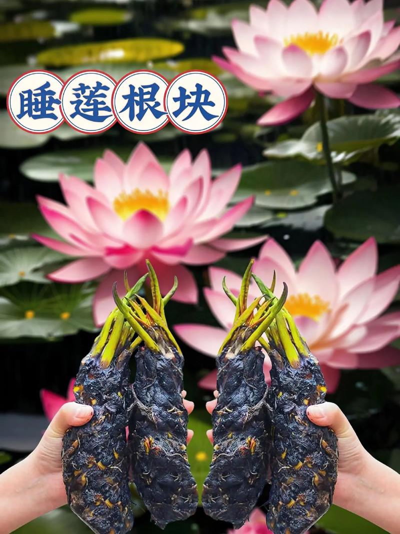 睡莲根块的种植方法水培(无土睡莲的水缸养殖方法)